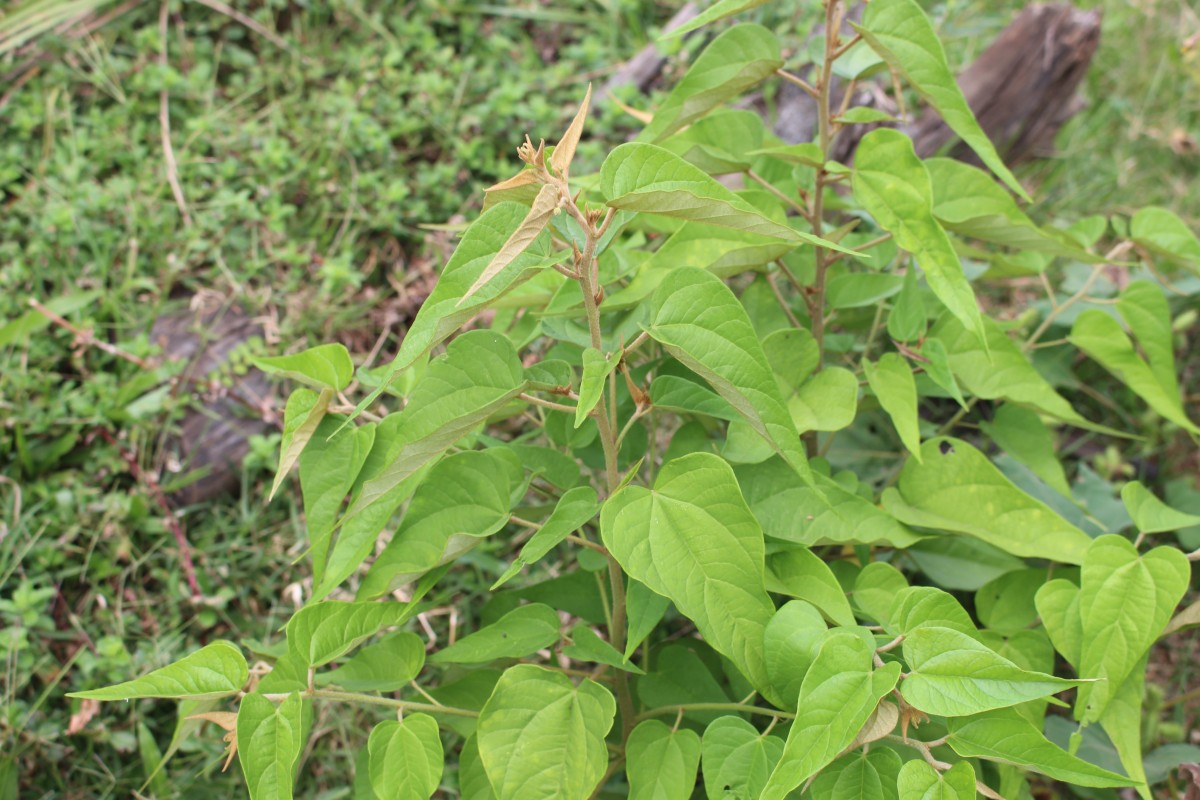 Wissadula periplocifolia (L.) Thwaites